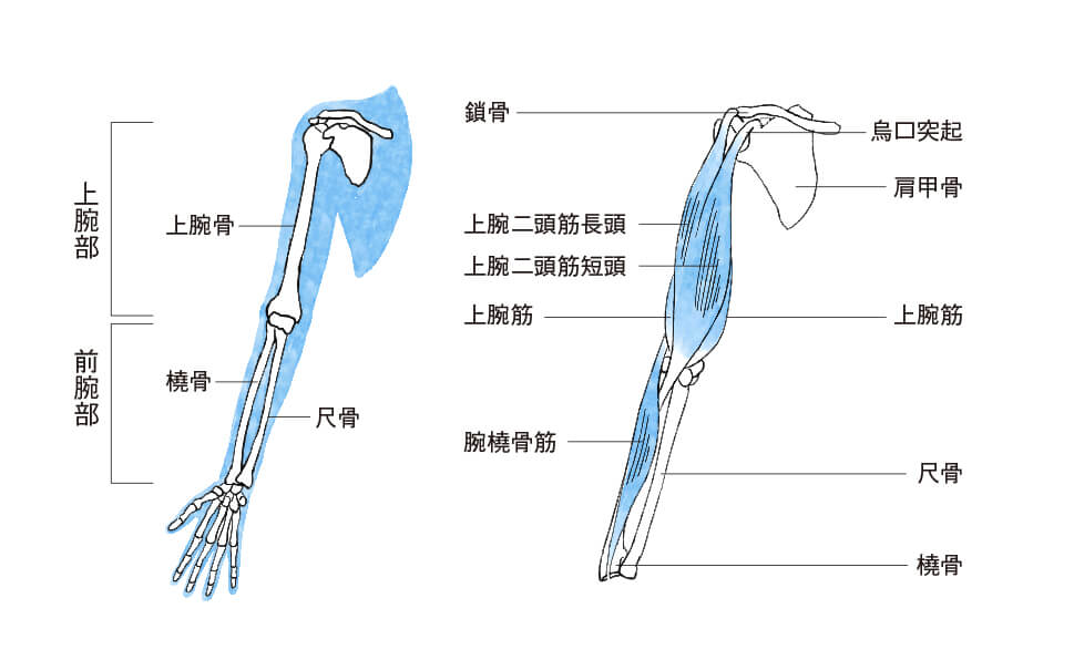 『肘が痛い』原因は?肘の疾患と症状、痛みを予防する方法を解説|カラダケア研究所 | MEDIAID Online – メディエイド 公式 ...