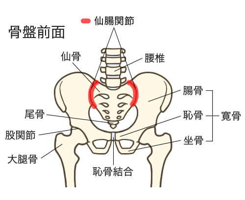 尻 の 骨 が 痛い