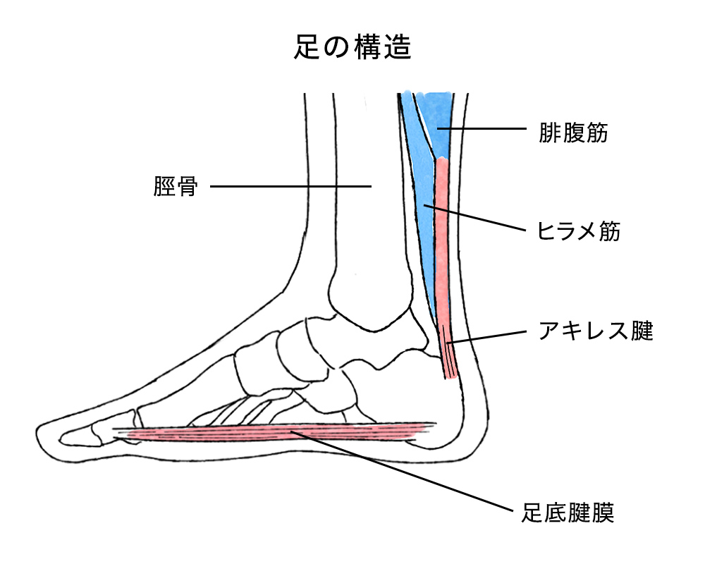 足の構造の図