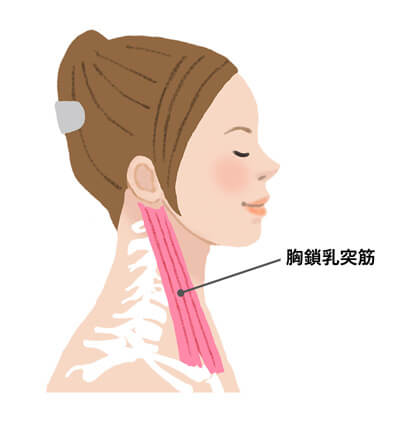 首の筋肉の仕組みのイラスト