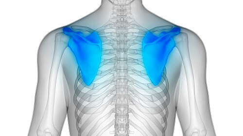 肩甲骨のイラスト