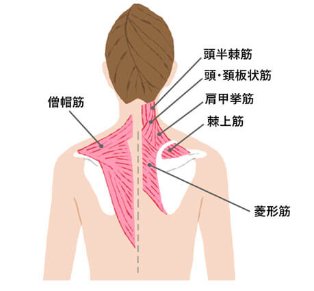 肩甲骨のイラスト