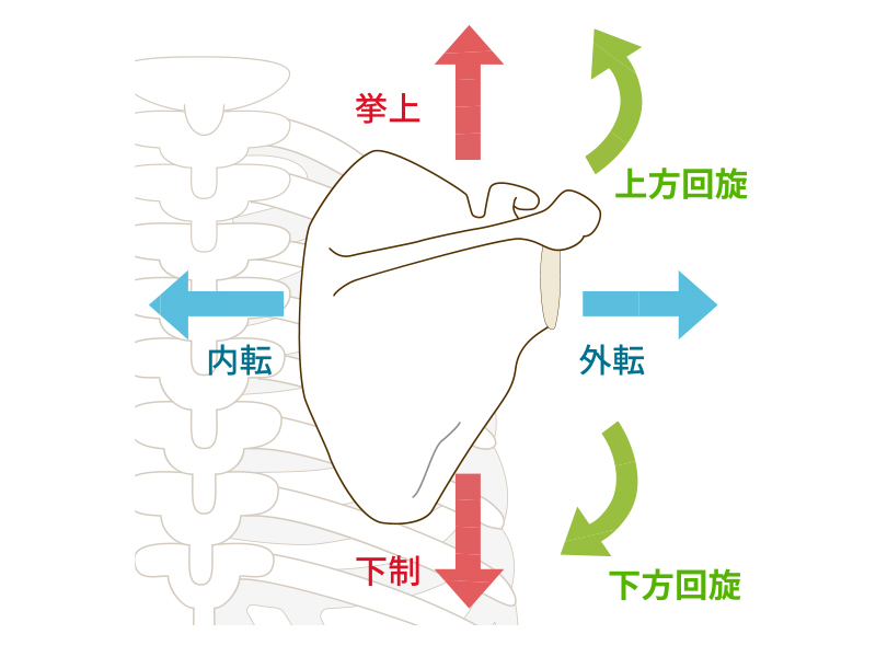 右の肩甲骨のイラスト