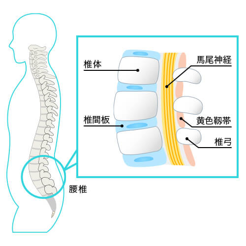 腰椎の仕組み