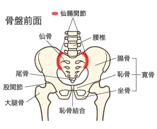 仙腸関節の仕組み