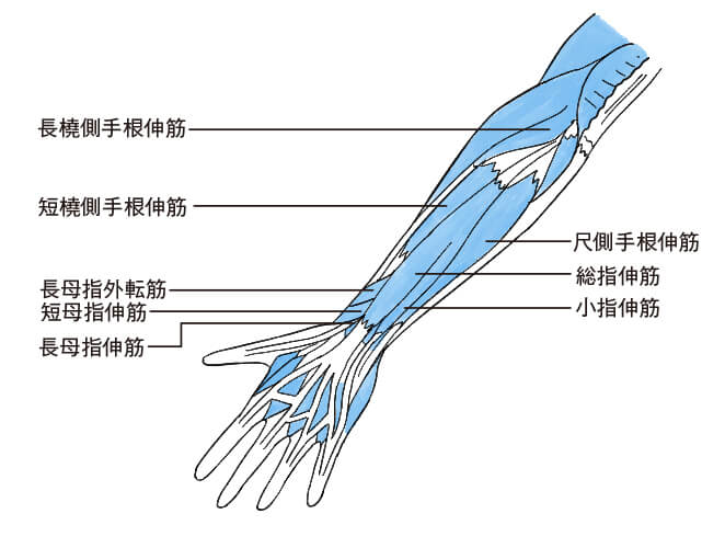 手首の周りにある主な筋肉