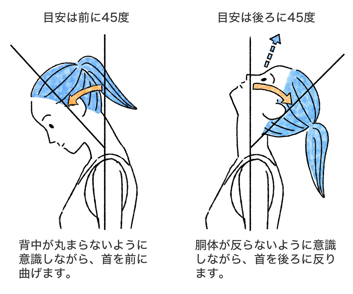 目安は前に45度、背中が丸まらないように意識しながら、首を前に曲げます。目安は後ろに45度、胴体が反らないように意識しながら、首を後ろに反ります。