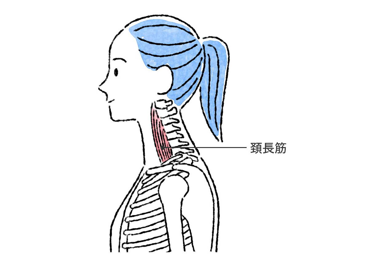 頚長筋