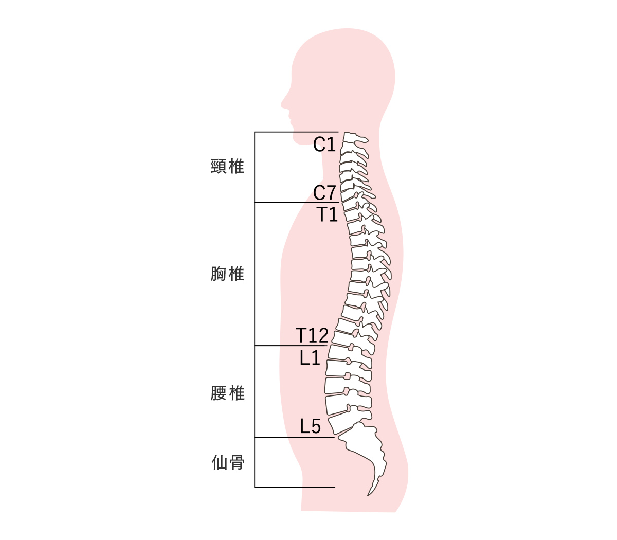 首の構造1