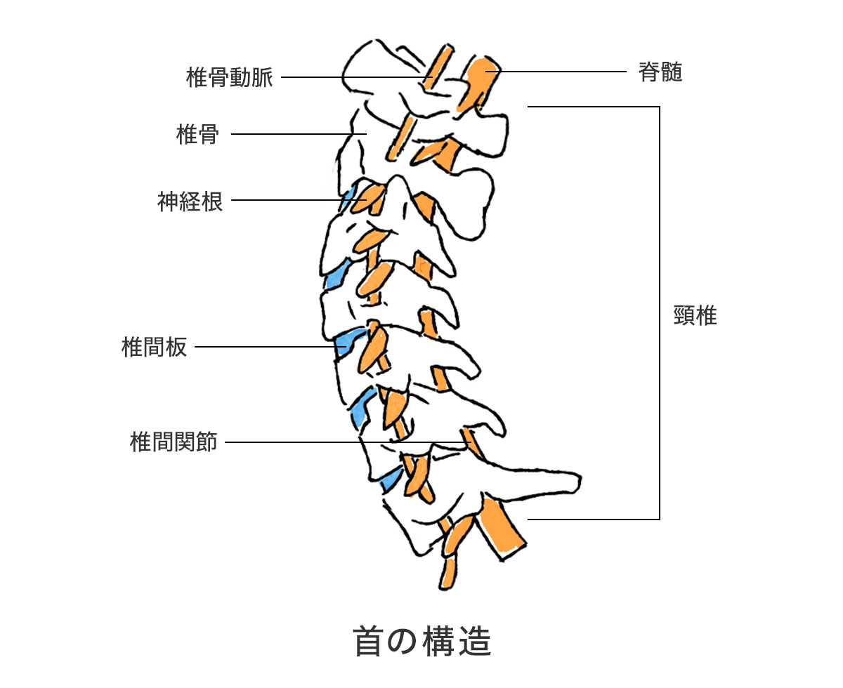 首の構造2