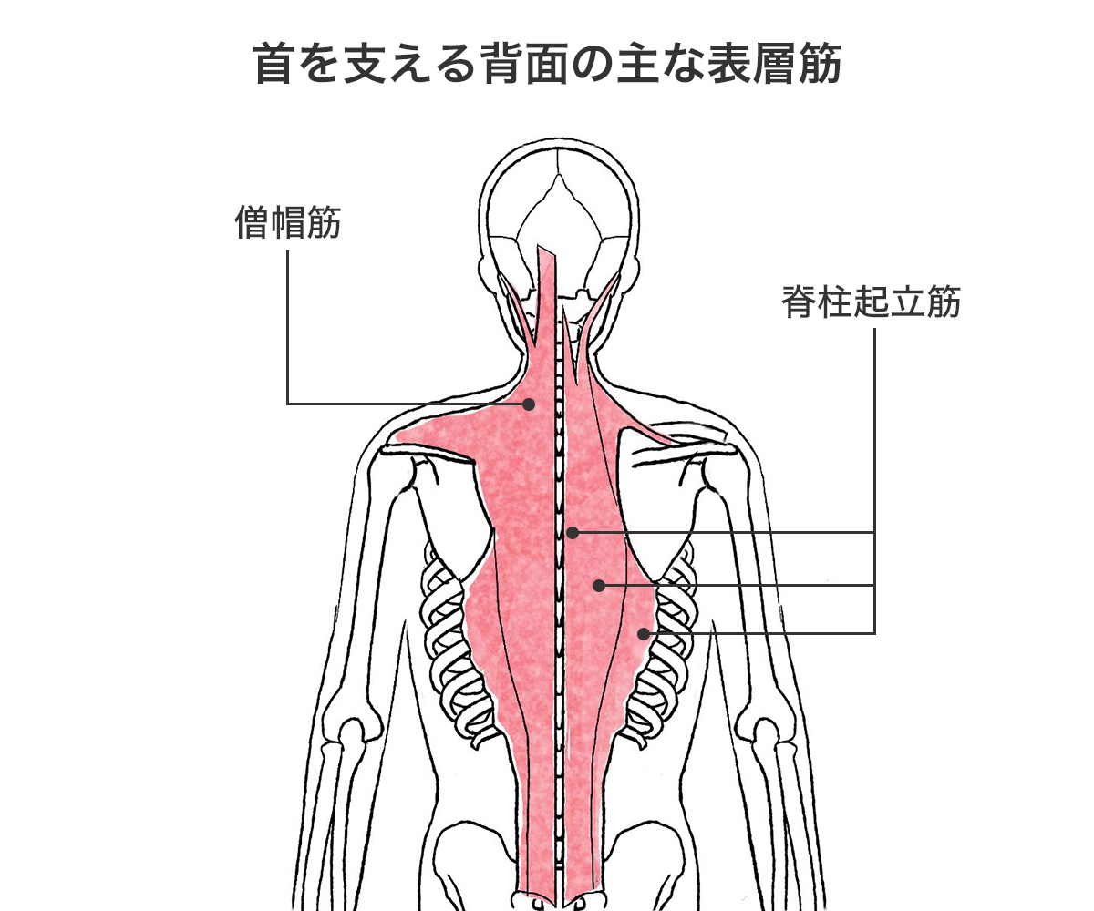 肩甲骨まわりの構造1