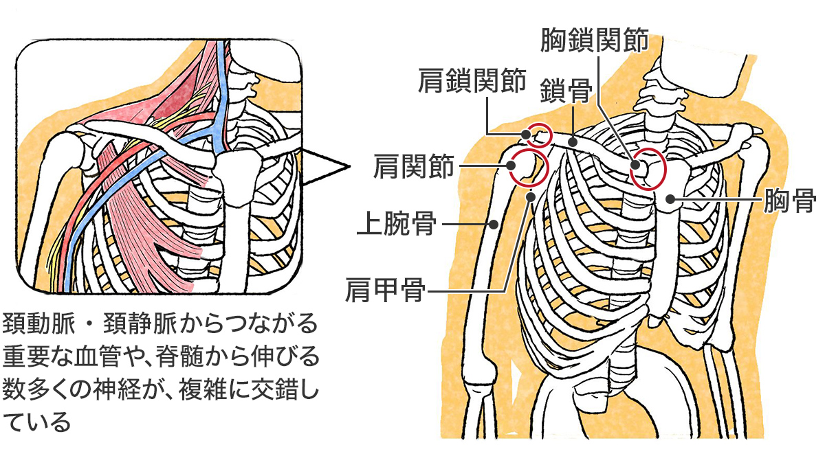 肩甲骨まわりの構造2